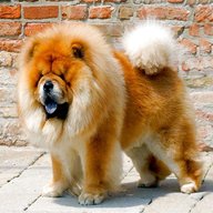 chow chow for sale