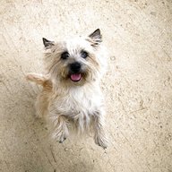 cairn terrier dog for sale