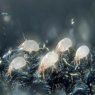 dust mite for sale