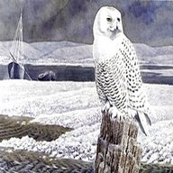 c f tunnicliffe for sale