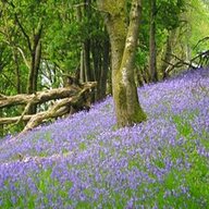 bluebell wood for sale