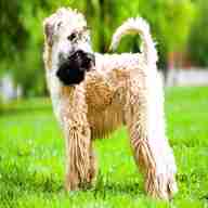 soft coated wheaten terriers for sale