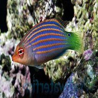 wrasse fish for sale