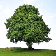sycamore tree for sale