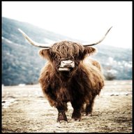 highland cow pictures for sale