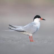 tern for sale