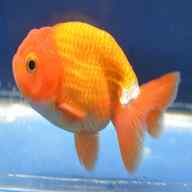 ranchu for sale