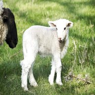 ewe lamb for sale