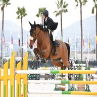 showjumping for sale