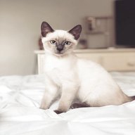 siamese cat for sale for sale