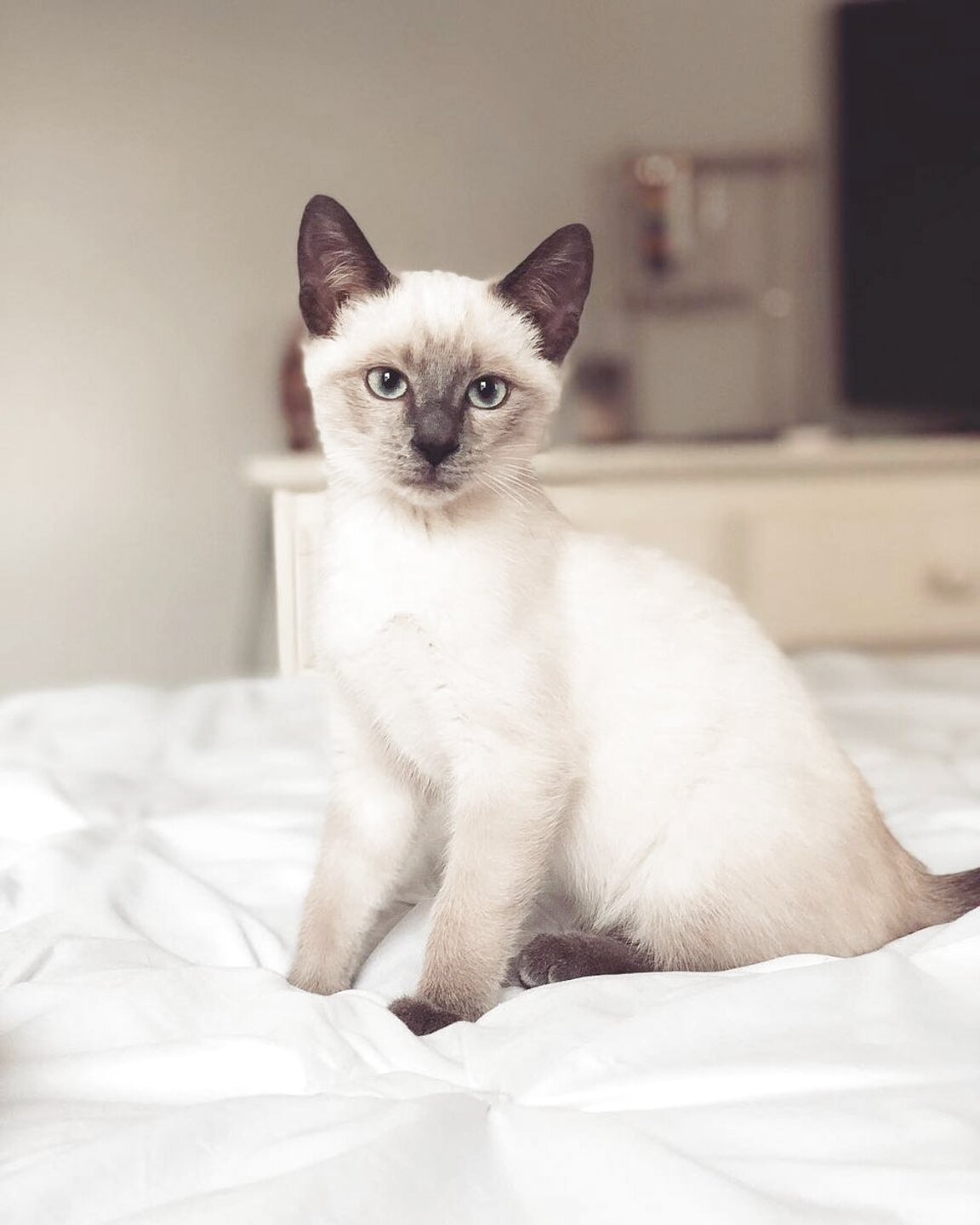 Siamese Cat for sale in UK | 100 second-hand Siamese Cats