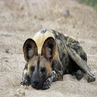african wild dog for sale