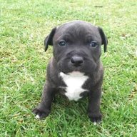 staffy puppies for sale