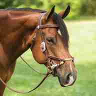 western bridle for sale