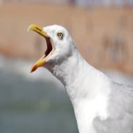 seagull for sale
