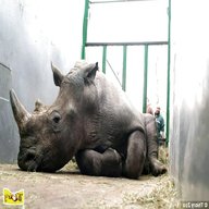 britains rhino for sale