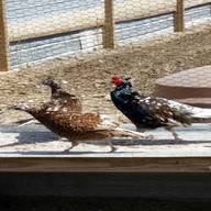 hatching eggs green pheasant for sale