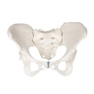 model pelvis for sale