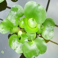 floating pond plants for sale
