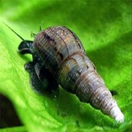 malaysian trumpet snails for sale