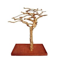 java tree for sale