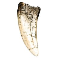 t rex tooth for sale
