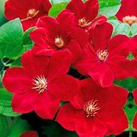 clematis plants red for sale