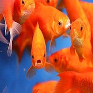 live goldfish for sale