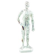 acupuncture model for sale