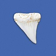 white shark tooth for sale