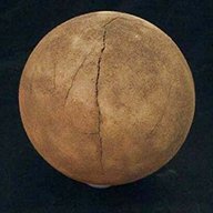 fossil egg for sale