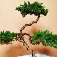 bonsai wire for sale