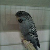black budgie for sale