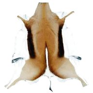 springbok skins for sale
