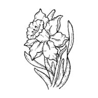 daffodil stamp for sale