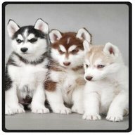 husky puppies for sale