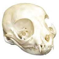 animal skulls for sale