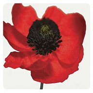 poppy placemats for sale