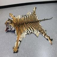 tiger skin rug for sale