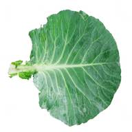 cabbage leaf for sale