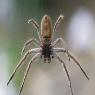 venomous spiders for sale