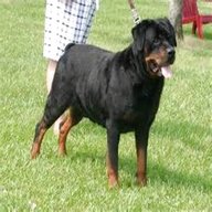 american rottweiler for sale