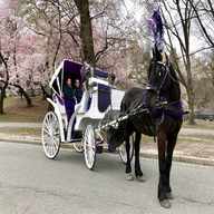 horse carriage for sale