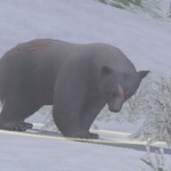 giant bear for sale