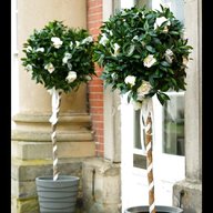 wedding bay trees for sale