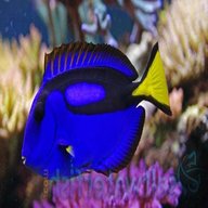 blue tang fish for sale