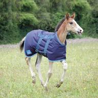 foal rug for sale