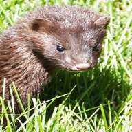 baby mink for sale