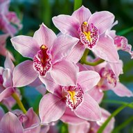 cymbidium orchid for sale