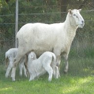 baby sheep for sale